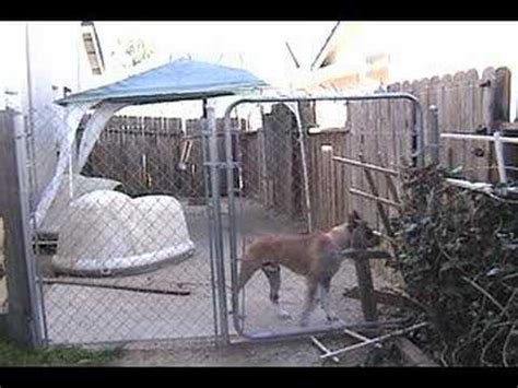 boxer dog electric fence|Boxer Experiences Electric Fence .